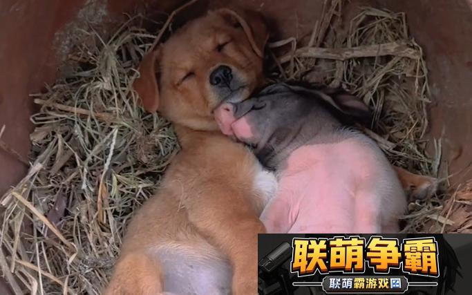 精品人or猪or狗的DNA|探索生物基因的奥秘