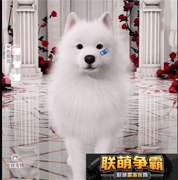 以闪亮之名限时萌宠时装礼包怎么样